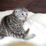Egyptian Mau Silver Female Nila DOB 9-15-14