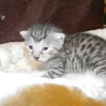Egyptian Mau Silver Female Nila DOB 9-15-14