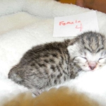 Egyptian Mau Silver Female Nila DOB 9-15-14