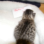 Egyptian Mau Silver Female Nila DOB 9-15-14