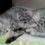 Nila and Sophie.jpg