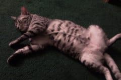 Azizi - Egyptian Mau Silver