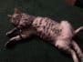 Azizi - Egyptian Mau Silver