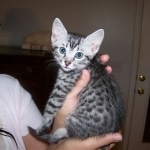 Azizi Silver Male mau DOB 5/02/09