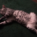 Azizi Silver Male mau DOB 5/02/09