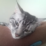 Azizi Silver Male mau DOB 5/02/09