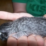 Azizi Silver Male mau DOB 5/02/09