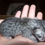 Azizi Silver Male mau DOB 5/02/09