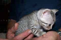 Zahra Isis - Egyptian Mau Silver