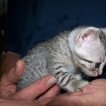 Zahra Isis -Silver Egyptian Mau DOB 4/21/09