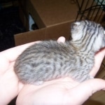 Zahra Isis -Silver Egyptian Mau DOB 4/21/09