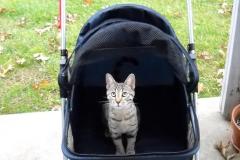 Neffi - Egyptian Mau Bronze