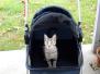 Neffi - Egyptian Mau Bronze