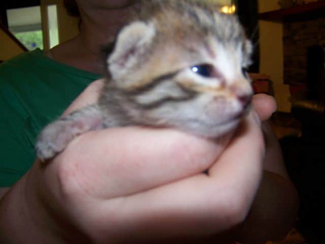 Neffi Bronze Female Mau DOB 4/21/09