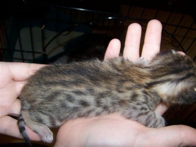 Neffi Bronze Female Mau DOB 4/21/09