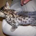 Neffi Bronze Female Mau DOB 4/21/09