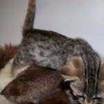 Neffi Bronze Female Mau DOB 4/21/09