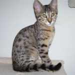 Neffi Bronze Female Mau DOB 4/21/09