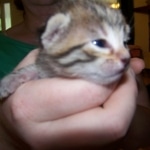 Neffi Bronze Female Mau DOB 4/21/09