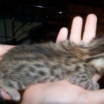 Neffi Bronze Female Mau DOB 4/21/09