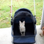 Neffi Bronze Female Mau DOB 4/21/09