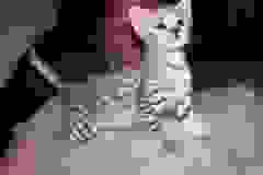 Independence (Indie) - F-2 Savannah Silver