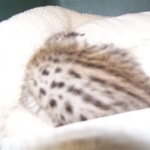 Indie - F-2 Savannah