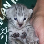 Indie - F-2 Savannah