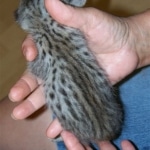 Indie - F-2 Savannah