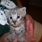 Indie - F-2 Savannah