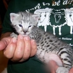 Indie - F-2 Savannah