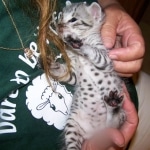 Indie - F-2 Savannah