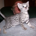 Indie - F-2 Savannah