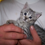 Indie - F-2 Savannah