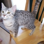 Zuko - Egyptain Mau Silver Male DOB 5/02/09