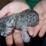 Zuko - Mau Silver Male DOB 5/02/09