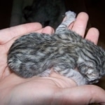 Zuko - Egyptain Mau Silver Male DOB 5/02/09