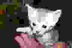 Sylva - Egyptian Mau Silver