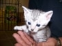 Sylva - Egyptian Mau Silver