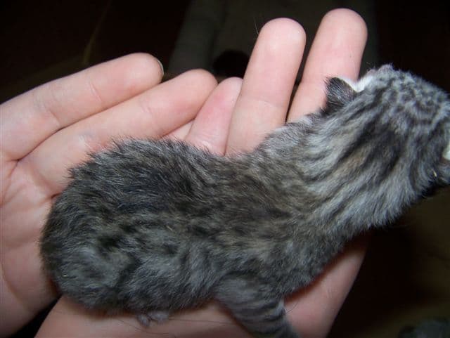 Sylva -  Mau Silver Female DOB 5/02/09