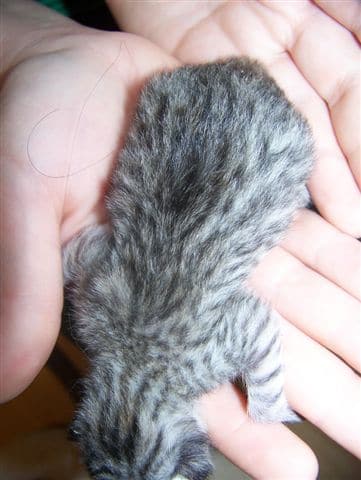 Sylva -  Mau Silver Female DOB 5/02/09