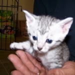 Sylva -  Mau Silver Female DOB 5/02/09
