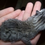 Sylva -  Mau Silver Female DOB 5/02/09