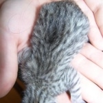 Sylva -  Mau Silver Female DOB 5/02/09