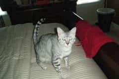 Layla - Egyptian Mau Silver