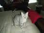 Layla - Egyptian Mau Silver