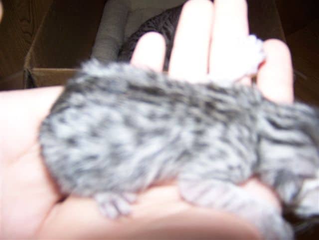 Layla -  Mau Silver Female DOB 5/02/09