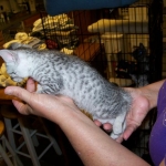 Layla - Silver Female Mau DOB 5-2-09