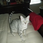 Layla - Egyptain Mau Silver Female