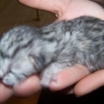 Layla -  Mau Silver Female DOB 5/02/09